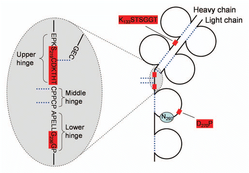 Figure 3 Frequently observed cleavage sites in mAbs. Only one heavy chain and one light chain are shown. Dotted lines-disulfide bridges, shaded boxes-cleavage sites. Glycosylated Asn297 is indicated.