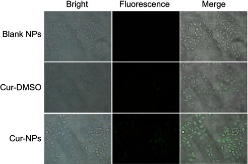 Figure 6 Cellular uptake in A549 cells of blank NPs, Cur-DMSO, and Cur-NPs (20×).Abbreviations: blank NPs, blank Tri-CL-mPEG nanoparticles; Cur-DMSO, free curcumin; Cur-NPs, Cur-loaded Tri-CL-mPEG nanoparticles.