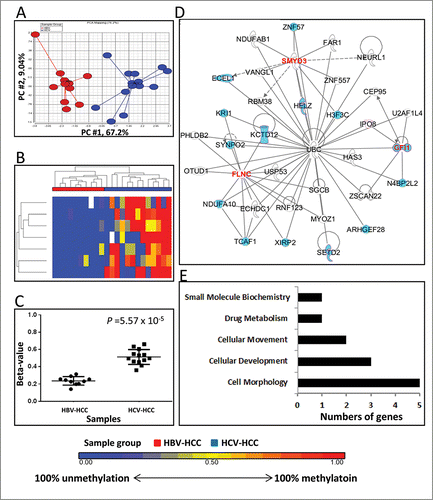 Figure 1. Differentially methylated CpGs between HBV-HCC vs. HCV-HCC. (A) Principal component analysis of the methylation data was plotted using the first 2 principal components (PC1 = 67.2% and PC2 = 9.04%). Each dot represents a sample (red for HBV-HCC and blue for HCV-HCC). (B) Unsupervised hierarchical clustering of β-values for differentially methylated loci. Red and blue blocks on the top of the maps represent HBV-HCC (n = 10) and HCV-HCC (n = 13), respectively. (C) Mean methylation level for all 7 differentially-methylated loci among HBV-HCC (left) and HCV-HCC (right). (D) The top IPA network involving differentially methylated genes. Red and blue genes indicate differentially methylated genes and the connected cancer related genes, respectively. (E) The top associated cellular functions with numbers of differentially-methylated genes.