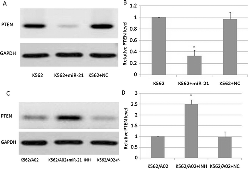 Figure 5.  The effects of miR-21 on PTEN protein level in K562 and K562/A02 cells. A,B: PTEN protein levels in K562 cells; C,D: PTEN protein levels in K562/A02 cells.