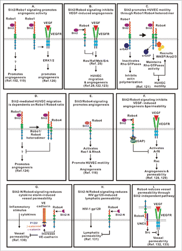 Figure 5. Complex and context dependent functions of the Slit/Robo signaling in angiogenesis. (A) Slit2/Robo1 signaling promotes angiogenesis by activating Robo1-EGFR2-ERK1/2 signaling or by yet to be determined intracellular events. (B) Slit2/Robo4 signaling blocks VEGF-induced angiogenesis by inhibiting the Ras/Raf/Mek/Erk pathway. (C) Slit2 binds to the Robo1/Robo4 heterodimer to promote HUVEC motility by recruiting WASP and Arp2/3 for actin polymerization. (D) Assembly of the Robo1/Robo4 heterodimer reduces Slit2/Robo1 signaling-mediated pro-angiogenesis activity. (E) Slit3/Robo4 signaling activates Rho GTPases and promotes HUVEC motility and angiogenesis. (F) Slit2/Robo4 signaling activates GIT/GAP and inhibits VEGF-induced permeability of blood vessels and angiogenesis by inactivating Arf6 GTPase. (G) Slit2N/Robo4 signaling inhibits endothelial permeability caused by cytokine production in sepsis and influenza by increasing VE-cadherin recruitment to the plasma membrane. (H) The Slit2N/Robo4 signaling attenuates increased permeability of lung lymphatic vessels caused by HIV-1-derived gp120 glycoprotein. (I) Robo4 stabilizes blood vessel through Slit2-independent pathway. Intercellular interaction of Robo4 and UNC5 inhibits VEGF-induced vessel permeability.