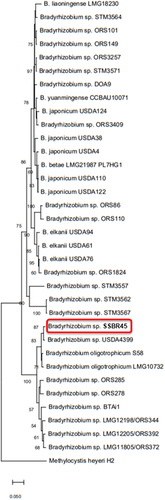 Figure 1. A phylogenetic tree of representative members of the genus Bradyrhizobium based on the 16S rRNA gene sequences. The bootstrap values were expressed as the percentage of 1,000 replications. The evolutionary distances were computed using the Kimura two-parameter method.Citation20 The bar represents 50 estimated substitutions per 1000-nucleotide positions.