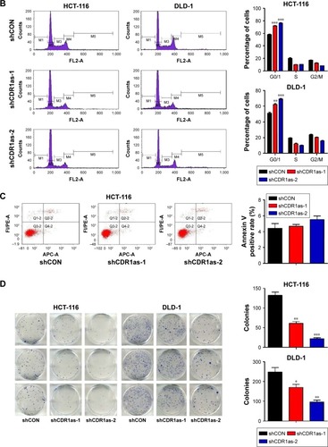 Figure 2 CDR1as downregulation inhibits tumor cell proliferation.