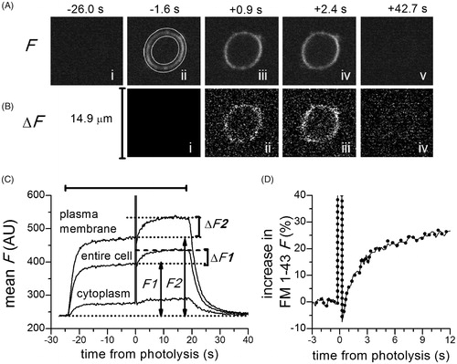 Figure 3. TEP imaging revealed that photolysis of caged Ca2+ triggered robust exocytosis. (A) Images of FM1–43 fluorescence (F) of a glomus cell (loaded with NP-EGTA-AM) recorded at different times before (−) or after (+) photolysis. FM1–43 dye was applied focally for ∼45 s (between −25 s and +20 s). After the removal of FM1–43, there was no detectable FM1–43 (F) in the cell (Image Av). (B) Net changes in FM1–43 fluorescence (ΔF) from the same cell. Images Bi–iii were obtained by subtracting Image Aii from Images Aii–iv. Note that following photolysis, there was a gradual increase in F (Bii–iii). The image in Biv (obtained by subtracting image Ai from Av) showed that there was very little increase in ΔF following FM1–43 removal. Note that ΔF was enhanced 5-fold relative to F in (A). (C) The increase in FM1–43 (F) triggered by photolysis of caged Ca2+ occurred predominantly at the plasma membrane. Plots of the changes in mean FM1–43 (F) in the cytoplasm, plasma membrane and the entire cell. Note that there was little increase in FM1–43 (F) at the cytoplasm. The horizontal bar indicates the duration of FM1–43 application. (D) The time course of increase in FM1–43 (F) at the plasma membrane (solid line; ΔF2 normalized to F2) and the entire cell (dotted line; ΔF1 normalized to F1) following photolysis.