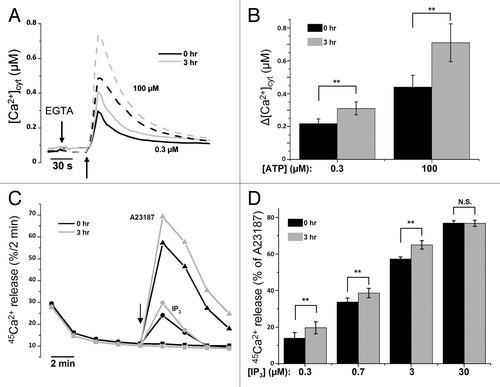 Figure 3. Sensitization of the Ins(1,4,5)P3R toward Ins(1,4,5)P3 during starvation. (A) Mean traces of Fura-2 measurements, calibrated for [Ca2+]cyt in HeLa cells with (3 h) or without (0 h) starvation, after addition of 0.3 µM (full line) or 100 µM (dashed line) ATP. (B) Quantitative analysis of the increase of [Ca2+]cyt (Δ[Ca2+]cyt; assessed by subtracting resting value from peak value) after addition of 0.3 µM (left) or 100 µM (right) ATP (n = 7). (C) Unidirectional 45Ca2+-flux experiments in permeabilized cells pretreated with (3 h) or without (0 h) HBSS. Mean fractional 45Ca2+ release (%/2 min) is shown as a function of time. The effect of 0.7 µM Ins(1,4,5)P3 (circles), 10 µM A23187 (triangles) or no addition (squares) are shown. The arrow indicates the addition of Ins(1,4,5)P3 or A23187. (D) Quantitative analysis of the Ins(1,4,5)P3-induced 45Ca2+ release relative to the A23187-induced 45Ca2+ release for the indicated concentrations of Ins(1,4,5)P3 in cells pretreated with (3 h) or without (0 h) HBSS (n = 8). **p < 0.01; N.S. not significant (paired t-test).