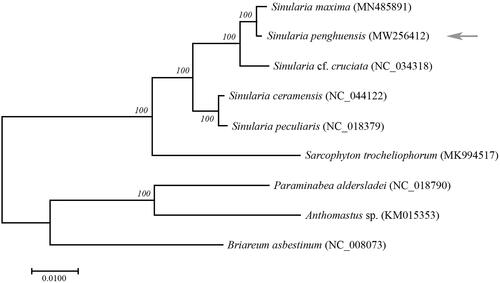 Figure 1. Phylogenetic tree showing the relationship among species of Alcyoniidae based on maximum-likelihood (ML) approach. Numbers behind each node denote the bootstrap support values. The arrow shows position of S. penghuensis in phylogenetic tree.