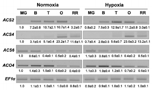 Figure 2 Semi-quantitative RT-PCR analysis of genes implicated in ethylene biosynthesis in fruits of control and hypoxically treated plants during the maturation phase. Signals were acquired using the Biorad Gel doc system and quantified with the quantity one software (Biorad). Values represent the mean ± SD (from two independent experiments) of the relative intensity of each signal normalized to MG control and EF1α signals. ACS, 1-aminocyclopropane-1-carboxylic acid synthase; ACO, 1-aminocyclopropane-1-carboxylic acid oxidase.