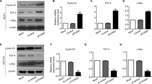 Figure 5 Effects of FOXM1 on the expressions of β-catenin target genes in CRC cells.Notes: The protein and mRNA levels of β-catenin target genes, such as cyclin D1, TCF-4 and c-Myc, were measured using western blots and qRT-PCR analysis. (A–D) The mRNA expression of cyclin D1, TCF-4, and c-Myc was found to be increased significantly in FOXM1-overexpression DLD-1 cells compared to mock and control transfectants. *P<0.05, **P<0.01. (E–H) FOXM1 knocking down obviously downregulated the cyclin D1, TCF-4, and c-Myc mRNA expression levels in HCT116 cells after tranfection with si-FOXM1. **P<0.01, *P<0.05. All the results were measured at least three times.Abbreviations: qRT-PCR, quantitative RT-PCR; si-control, control-siRNA; si-FOXM1, FOXM1 siRNA; TCF-4, T-cell factor-4; pFOXM1, pcDNA3.1-FOXM1.