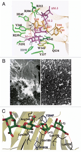 Figure 7 Structure and function of alginate lyases. (A) Active site in A1-III complexed with unsaturated alginate tetrasaccharide. (B) Removal of alginate biofilm by A1-III (left, P. aeruginosa cells covered with biofilm; right, P. aeruginosa cells exposed after treatment with A1-III). (C) Active site in A1-II' complexed with unsaturated alginate tetrasaccharide.