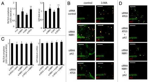 Figure 7. NBR1 is required for DRiPs targeting to autophagy, while p62 is required for aggregation. (A) iHeLa cells were transfected either with control siRNA (si co), or siRNAs directed against NBR1 (siNBR1), p62 (sip62) or ATG5 (siATG5). Forty-eight hours after transfection of indicated siRNA, cells were induced for 16 h and analyzed Kb/SL8 surface appearance (left) and for GFP-SL8 expression (right). Mean ± SEM from at least four independent experiments are shown, p values (Student’s t-test) were *p < 0.03, **p < 0.001. (B) Cells were transfected with indicated siRNA as above (left), and treated or not with 3-MA for 4 h. Aggregates were visualized by polyubiquitin (FK2 antibody, polyUbi, green) and p62 (red) staining. (C) iHeLa cells were transfected either with control siRNA (si co), or siRNAs directed against ATG5 (siATG5) or NBR1 (siNBR1), alone or in combination with siRNA against p62. Forty-eight hours after transfection of indicated siRNA, cells were induced for 16 h and analyzed Kb/SL8 surface appearance (left) and for GFP-SL8 expression (right). Mean ± SEM from at least four independent experiments are shown. (D) Cells were transfected with indicated siRNA (left), and treated or not with 3-MA for 4 h. Aggregates were visualized by polyubiquitin staining and confocal microscopy.