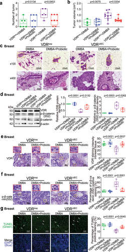 Figure 7. Probiotic-treated VDRΔIEC mice have fewer and smaller tumors, increased breast VDR expression, decreased expression of p-β-catenin (552), and increased cell apoptosis. (a) the number of breast tumors significantly decreased in the probiotic-treated VDRΔIEC mice. Data are expressed as the mean ± SD. N = 5–8, unpaired t test. (b) the volume of breast tumors was significantly smaller in the probiotic-treated VDRΔIEC mice. Data are expressed as the mean ± SD. N = 5–8, one-way ANOVA. (c) Representative H&E staining of mammary glands from the indicated groups. Images are from a single experiment and are representative of 6–8 mice per group. (d) VDR expression was increased, while p-β-catenin (552) expression was decreased in breast tumor tissue in the probiotic-treated VDRΔIEC mice. Data are expressed as the mean ± SD. N = 4, one-way ANOVA. (e) VDR was increased in breast tumor tissue in VDRΔIEC mice treated with probiotics, as shown by IHC staining. Images are from a single experiment and are representative of 6 mice per group. Red boxes indicate the selected area at higher magnification. Data are expressed as the mean ± SD. N = 6, one-way ANOVA. (f) P-β-catenin (552) expression decreased in breast tumor tissue in VDRΔIEC mice with probiotic treatment, as shown by IHC staining. Images are from a single experiment and are representative of 6 mice per group. Red boxes indicate the selected area at higher magnification. Data are expressed as the mean ± SD. N = 6, one-way ANOVA. (g) Apoptosis-positive cells were decreased in breast tumors of VDRΔIEC mice with probiotic treatment by TUNEL staining. Images are from a single experiment and are representative of 6 mice per group. Data are expressed as the mean ± SD. N = 6, one-way ANOVA. All p values are shown in the figures.