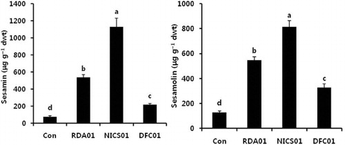 Figure 7. Influence of Penicillium spp. RDA01, NICS01, and DFC01 on sesamin and sesamolin content in sesame plants.