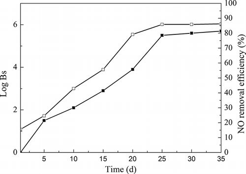 Figure 5. NO removal efﬁciency and plate counts of bioﬁlm samples (Bs) during startup of BTF. ▪, plate counts of bioﬁlm samples (Bs); □, NO removal efﬁciency.