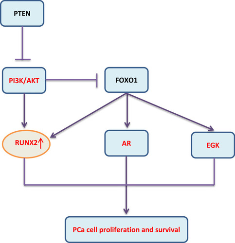 Figure 2 PI3K/AKT-dominated signaling pathway regulates RUNX2 in PCa.