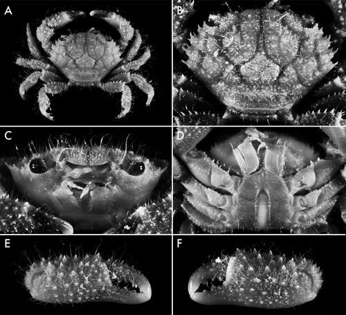 Fig. 5. Soliella flava (Rathbun, Citation1893), male, 10.2 × 6.9 (USNM 1181377), Marshall Islands; A, dorsal view; B, carapace, dorsal view; C, frontal view; D, thoracic sternum; E, minor chela, external view; F, major chela, external view.