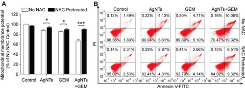 Figure 6 Effect of AgNTs, GEM or their combination on MMP and apoptosis of U87 cells pretreated with or without NAC.