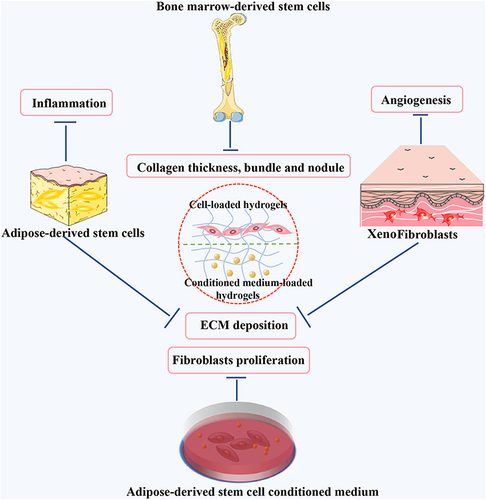 Figure 6 Stem cell and conditioned medium-loaded hydrogels.