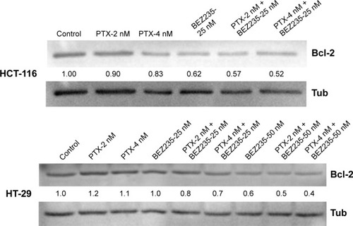 Figure 7 Bcl-2 Western-blot analysis for the combination treatment of BEZ235 and PTX.Note: Combination treatment of BEZ235 and PTX decreased Bcl-2 protein levels detected by Western blot in both HCT-116 and HT-29 colon cancer cells.Abbreviations: Bcl-2, B-cell lymphoma 2; Tub, human α-tubulin; PTX, paclitaxel.