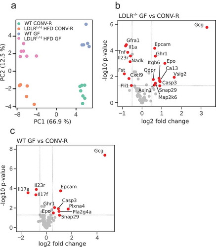 Figure 4. (a) Principal component analysis of plasma proteome changes in GF WT, GF Ldlr−/-, CONV-R WT, and CONV-R Ldlr−/- mice. Scatter plot of the first two principal components for all 92 analytes measured in the indicated mice and feeding as well as colonization conditions. Each point represents a biological replicate from independent animals. (b) Volcano plot of the differential abundance of circulating biomarkers in HFD-fed GF Ldlr−/- mice compared to HFD-fed CONV-R Ldlr−/- mice and (c) GF WT mice compared to CONV-R WT mice. Positive log2 fold change values correspond to higher protein levels and negative values correspond to reduced protein levels in GF condition mice. The horizontal line reflects the cutoff for statistical significance (p < 0.05) while vertical lines represent threshold for minimum effect size (|log2 fold change| >0.5). Red highlights proteins with a significant difference (p < 0.05) above the threshold for effect size. Grey dots represent proteins with either no statistical significance or small effect size or both.