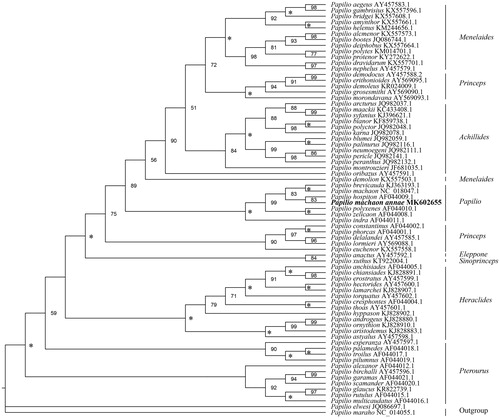 Figure 1. Maximum-likelihood phylogenetic trees of Papilio inferred from nucleotide sequence data of 13 mitogenomic PCGs. The numbers beside the nodes are percentages of 1000 bootstrap values (*BP = 100%).