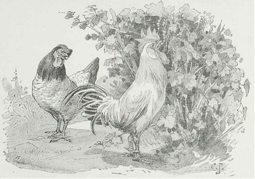 Figure 12. Signifiers of untruthness: the rooster and his hen. Source: Collection Scheepstra cabinet, Roden