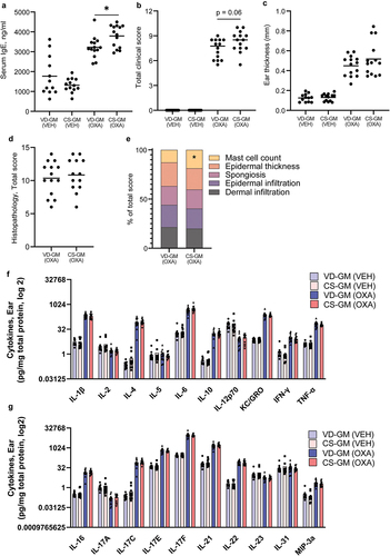 Figure 3. Mice transplanted with human gut microbiota from cesarean section delivered donors had a higher IgE response than vaginally delivered donors, but there was no effect on features of oxazolone-induced dermatitis. a) ELISA results of serum concentration (ng/ml) of IgE after oxazolone challenge. b) total dermatitis score calculated as the sum of flare hemorrhage, edema, excoriation and erosion, and incrustation and xerosis which were all given a score from 0 to 3 corresponding to 0 = no sign; 1 = mild; 2 = moderate; or 3 = severe of the ear of cesarean section gut microbiota (CS-GM) and vaginally delivered gut microbiota (VD-GM) associated mice with oxazolone-induced dermatitis (OXA) or vehicle treated (VEH). c) ear thickness of the inflamed ear in mm measured after oxazolone challenge. d) total histopathology score of hematoxylin and eosin stained cross section of the inflamed ear tissue after oxazolone challenge calculated as the sum of (e) dermal infiltration, epidermal infiltration, spongiosis, epidermal thickness, and mast cells present which all were given a severity score from 0 to 3. f+g) bar plots illustrate mean cytokine concentrations (pg/mg total protein) in the inflamed ear tissue of CS-GM and VD-GM mice with oxazolone-induced dermatitis. Bars represent mean. p*<.05. The experiment was repeated in four litters per group reaching a total of n = 14 pups per OXA group and n = 12–13 per VEH group which are all shown. There were no litter/round effects in the statistical analyses.