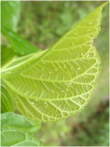 Figure 1. A Photo of the Pealius mori. Photograph was taken by Jianping Chai.