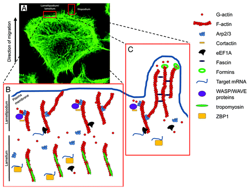 Figure 1. Actin organization in migrating cancer cell. (A) Staining for F-actin using Phalloidin-Alexa488 in a migrating Rama 37 malignant cell expressing high levels of S100A4. In this image, the structures of lamellipodium/lamellum and filopodium are clearly visible at the leading edge of the cell. (B and C) present models for the lamellipodium/lamellum and filopodium and the respective molecular organization within, focusing on the proteins presented in this review. (B) A simplified model for lamellipodium/lamellum formation. In the lamellipodium, free barbed ends of actin filaments recruit the Arp2/3 complex via activation by WASP/WAVE complex and cortactin. The Arp2/3 complex nucleates a new actin filament from the side of existing filaments and remains at the branching point. In the lamellum, actin filaments are bound to tropomyosins, preventing interactions with other actin binding proteins. (C) A simplified model for filopodia formation. Individual filaments of the filopodium emerge from the branching point on other filaments, through actin polymerization promoted by the Arp2/3 complex. Further addition of actin monomers at the barbed end of actin filaments is nucleated by the formin family, whereas fascin regulates filopodia stability through its bundling activities.