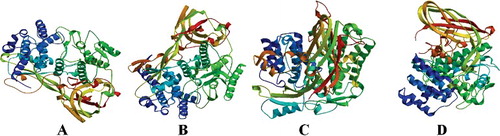 Figure 3. Predicted tertiary structure of the LmiHx protein in L. migratoria: LmiHx1(A); LmiHx2 (B); LmiHx4 (C); LmiHx5 (D).