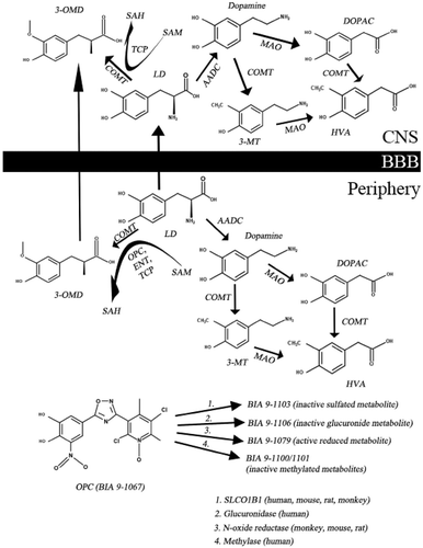 Figure 1. The main steps of levodopa metabolism and important therapeutic targets and drugs. (3-MT – 3-methoxy-tyramine; 3-OMD – 3-O-methyldopa; AADC – aromatic amino acid decarboxylase; BBB – blood-brain barrier; COMT – catechol-O-methyltransferase; DA – dopamine; DOPAC – 3,4-dihydroxy-phenylacetic acid; ENT – entacapone; HVA – homovanillic acid; LD – levodopa; MAO – monoamine oxidase; OPC – opicapone; SAH – S-adenosyl homocysteine; SAM – S-adenosyl methionine; SLCO1B1 – solute carrier organic anion transporter family, member 1B1; TCP – tolcapone).