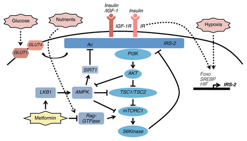 Figure 1 Schematic of IRS-2 regulation and signaling and the intersection with tumor metabolism. IRS-2 is recruited to the activated IR and IGF-1R in response to ligand stimulation and it is phosphorylated on tyrosine residues that mediate the recruitment and amplification of PI3K signaling. Shown are the stimulatory and inhibitory events that regulate the signaling molecules that are activated through IRS-2 and that impact upon tumor metabolism. Stimuli from the metabolic microenvironment that regulate IRS-2 expression are also indicated. The mechanism by which drugs that interfere with metabolism, such as metformin, intersect with IRS-2 signaling are shown.