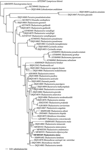 Fig. 20. Phylogenetic tree from Bayesian inference (BI) based on SSU rDNA sequences. Lampriscus kittonii makes up the outgroup. Posterior probability values are shown and asterisks indicate a value above 0.9. Thalassiosira sinica is shown in bold.