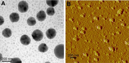 Figure 9 TEM image (A) of OST/CA-TMC2 micelles; AFM images (B) of OST/ CA-TMC2 micelles.Abbreviations: AFM, atomic force microscopy; OST/CA-TMC2, osthole-loaded N-caprinoyl-N-trimethyl chitosan; TEM, transmission electron microscope.