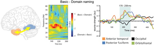 Figure 3. Recurrent interactions between the left anterior temporal and posterior fusiform increase when more specific semantic information is required. Left: Increased phase-locking between these regions during basic (e.g. tiger) compared to domain naming (i.e. living or nonliving). Right: increased activity in the anterior temporal lobe peaks ~200 ms and posterior fusiform peaks ~250 ms. Redrawn from Clarke, Taylor, and Tyler (Citation2011).