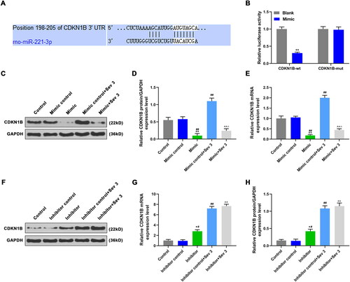 Figure 4. The effects of mimic, inhibitor alone and combined with 3% sevoflurane on CDKN1B expression. A: TargetScan was used to verify the binding sites of miR-221-3p to target genes. B: The cells were transfected with a mixture of mimic and plasmids of CDKN1B-wt or CDKN1B-mut, and luciferase activities were measured by luciferase reporter assay. C: CDKN1B protein expression was detected by western blotting (WB), after exposure to sevoflurane or transfection with mimic. D: Mimic decreased CDKN1B protein level, reversed the promotion effect of 3% sevoflurane on CDKN1B protein expression. E: Mimic decreased CDKN1B mRNA level, reversed the promotion effect of 3% sevoflurane on CDKN1B mRNA expression. F: CDKN1B protein expression was detected by WB, after exposure to sevoflurane or transfection with inhibitor. G: Inhibitor increased CDKN1B protein expression, enhanced the promotion effect of 3% sevoflurane on CDKN1B protein expression. H: Inhibitor increased CDKN1B mRNA expression, and enhanced the promotion effect of 3% sevoflurane on CDKN1B mRNA expression. *p < 0.05 vs. control or blank, **p < 0.01 vs. control or blank; #p < 0.05 vs. minmic control or inhibitor control, ##p < 0.01 vs. minmic control or inhibitor control; ^p < 0.05 vs. mimic or inhibitor, ^^p < 0.01 vs. mimic or inhibitor; △p < 0.05 vs. Mimic control + Sev3 or Inhibitor control + Sev3, △△p < 0.01 vs. Mimic control + Sev3 or Inhibitor control + Sev3.