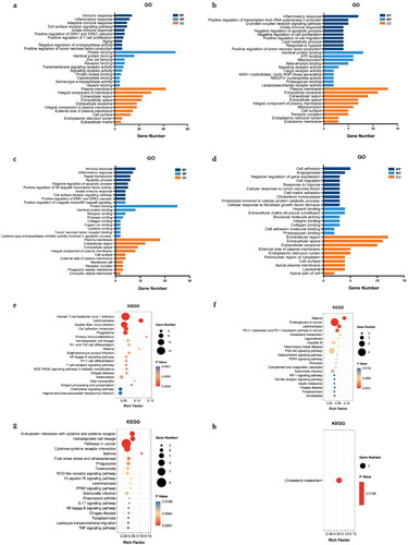 Figure 2. GO and KEGG pathway enrichment analysis of the DEGs. (a) GO result of the 64 common DEGs. (b) GO result of the 29 DN-specific DEGs. (c) GO result of the 29 IgAN-specific DEGs. (d) GO result of the 26 MN-specific DEGs. (e) KEGG result of the 64 common DEGs. (f) KEGG result of the 29 DN-specific DEGs. (g) GO result of the 29 IgAN-specific DEGs. (H) KEGG result of the 26 MN-specific DEGs.