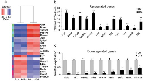 Figure 5. Relative expression levels of 21 DEGs.(a) Heatmap of 21 DEGs during adipogenesis (p < 0.05). (b) 12 DEGs were validated as significantly upregulated. (c) 9 DEGs were confirmed as significantly downregulated. (*p < 0.05; **p < 0.01. β-actin mRNA was used as control).