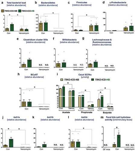 Figure 3. Vancomycin suppresses secondary bile acid and SCFAs producers in inulin-fed mice. Bar graphs represent relative abundances of (a) total bacteria, (b) Bacteroidetes, (c) Firmicutes, (d) γ-Proteobacteria, (e) Clostridium cluster XIVa, (f) Bifidobacteria, (g) Lachnospiraceae and Ruminococcaceae. (h) Relative level of butyryl-coenzyme A (CoA) transferase (BCoAT). SCFAs were quantified in cecal content via 1 H NMR spectroscopy. (i) Bar diagram represents the level of SCFAs in cecal content. Relative gene expression of bile salt hydrolases (j) bsh1a, (k) bsh1b, and (l) bsh3 c. (m) Bile salt hydrolase (BSH) activity was measured in feces from indicated group of mice. Germ-free mice feces were used as negative control. BSH activity is expressed as mM of taurine released from the taurocholate per minute per g of feces. N.D. denotes not detected. Data are representative of six mice per group. Error bars indicate mean ± SEM. ANOVA, *p < .05.