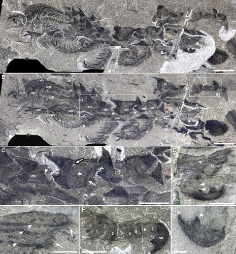 Figure 4. Entothyreos synnaustrus gen. et sp. nov., morphoanatomy. Paratype ROMIP 64650. A, B, Full specimen, partially disarticulated, exposing sclerotic trunk sheets and spines. Insets as indicated. A, Part. B, Composite images of the part and counterpart. Asterisks point to empty intercalary space between sclerotic trunk sheets. C. Close-up of middle body section, showing the posterior margin of sclerotic trunk sheets (arrow), the basal margin of spine (bold arrow), and the demarcation line between left and right halves of sclerotic trunk sheets (arrowhead). D, Close-up of non-terminal posterior lobopod, showing enlarged annuli (arrowheads). Inset is E. E, Close-up of margin of annuli of posterior lobopod, showing smaller and longer spines on the annuli margins (arrows) and annuli margins (arrowheads). F, Close-up of posterior-most lobopod. Numbers correspond to sclerotic annuli. Inset is G. G, Close-up of single claw in posterior-most lobopod, showing additional claw outgrowth (arrowhead). Abbreviations: al, anterior lobopod; ds, dorsal sclerotic sheets; h, head; ie, intercalary element; -l, left; pl, posterior lobopod; r, right. Scale bars: A, B, C, 5 mm; D, F, 2.5 mm; G, 1 mm; E, 0.5 mm.