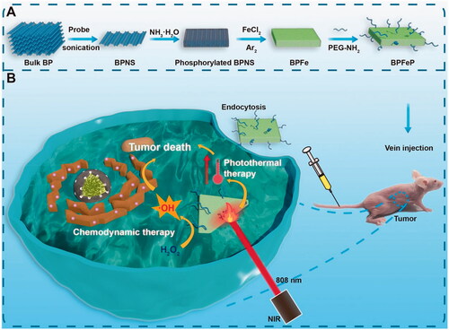 Figure 1. Schematic illustration of iron-mineralized black phosphorene (BPFe) for efficiently generating intracellular Fenton-reaction as an anti-tumor platform. (a) Preparation of BPFe: the bulk BP was exfoliated by probe sonication to obtain BPNS, and the FeCl2 was mineralized on ammonia-phosphorylated BPNS to prepare BPFe, which was finally PEGylated to give BPFeP. (b) Mechanism of BPFeP for chemodynamic and photothermal combination therapy.