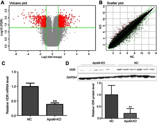 Figure 3 Differentially expressed genes between ApoM-KO and NC group. (A) Volcano plot, which demonstrated the distribution of the differentially expressed genes between ApoM-KO and NC group. The X-axis represents the logarithm conversion of the fold difference to base 2 and the Y-axis represents the logarithm conversion of the corrected significant levels to base 10. The red color represents all the probes with fold difference >2 and FDR <0.05. (B) Scatter plot, which exhibited the distribution of the signals between ApoM-KO and NC group in the Cartesian coordinate plane. The X-axis represents the NC group and the Y-axis represents ApoM-KO group. The ordinate value and the abscissa of each spot represent the expression values of one probe in ApoM-KO and NC group. The red spots above the green lines represent the relatively upregulated probes in ApoM-KO group. The green spots underneath the green lines represent the relatively upregulated probes in the NC group. (C) VDR mRNA was quantified by qRT-PCR in ApoM-KO and NC group, normalized to GAPDH. Fold change was calculated using 2−ΔCt. (D) Quantification of VDR protein expression with western blot presented as a ratio relative to expression of the NC group. GAPDH was a loading control. Data are means ± SEM. Student’s t test was used to analyze significant differences, ** P<0.01 versus NC.Abbreviation: ApoM, Apolipoprotein M; KO, knock-out; NC, negative control; FDR, false discovery rate; VDR, vitamin D receptor; GAPDH, glyceraldehyde 3‑phosphate dehydrogenase. 