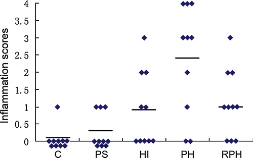 Figure 4  Histological grading of inflammation in the stomach. Groups: C, PS, HI, PH, and RPH (n = 10 per group). The scores for the PH group were significantly higher than the other groups (P < 0.05). The scores for the PS group were not significantly different from the C group (P>0.05), and the scores for the HI and RPH groups were significantly higher than the C group (P < 0.05). The horizontal bars indicate the mean scores.
