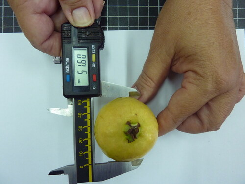 Figure 13. Measuring guava fruit size using a digital caliper.