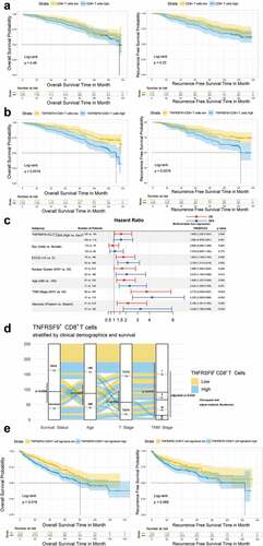 Figure 2. Intratumoral TNFRSF9+ CD8+ T cells were associated with ccRCC disease progression and prognosis