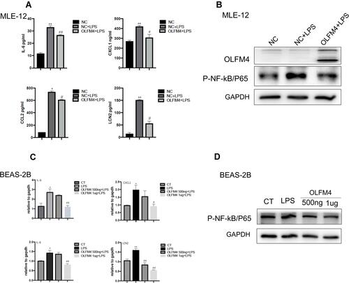 Figure 7 OLFM4 inhibited the pro-inflammatory responses of lung epithelial cells by blocking NF-κB activation. (A) MLE-12 cells were transfected with OLFM4 plasmids or negative control (NC) for 24 h before LPS stimulation. Expression of IL-6, CCL2, CXCL1, and LCN2 in the supernatants of MLE-12 cells was measured using ELISA. *p < 0.05 versus NC group, **p < 0.01 versus NC group, #p < 0.05 versus NC+LPS group, ##p < 0.01 versus NC+LPS group. (B) OLFM4 expression and the level of phosphorylated NF-κB/P65 in MLE-12 cells were examined by Western blot. (C) BEAS-2B cells were pretreated with human recombinant OLFM4 (500 ng/mL or 1 µg/mL) for 30 min before stimulated with LPS. The mRNA expression of IL-6, CXCL1, IL-8, and LCN2 was measured by real-time RT-qPCR. *p < 0.05 versus CT group, **p < 0.01 versus CT group, #p < 0.05 versus LPS group, ##p < 0.01 versus LPS group. (D) OLFM4 expression and the level of phosphorylated NF-κB/P65 in BEAS-2B cells were examined by Western blot.