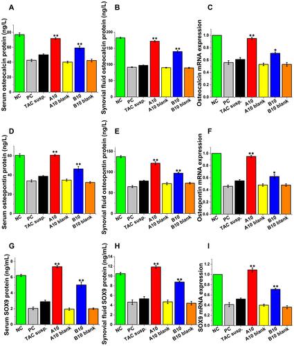 Figure 9 Concentration of bone and cartilage formation proteins: Level of osteocalcin protein in (A) serum, (B) synovial fluid and (C) its mRNA expression. Level of osteopontin protein in (D) serum, (E) synovial fluid and (F) its mRNA expression. level of SOX9 chondrogenic protein in (G) serum, (H) synovial fluid and (I) mRNA expression of SOX9 chondrogenic protein. [* P≤ 0.05 vs PC, ** P≤ 0.05 vs PC and TAC groups, mean± SEM, n = 5].