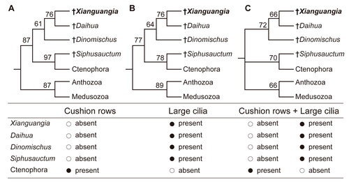 Figure 6. Summary of additional phylogenetic results. Additional Bayesian phylogenetic analyses under different homologous interpretations. A, the character ‘cushion rows’ is rescored as absent in dinomischiids and Siphusauctum; Xianguangia is recovered as a stem-group ctenophore. B, the character ‘large cilia’ is coded as only present in dinomischiids and Siphusauctum; Xianguangia is recovered as a stem-group ctenophore. C, the characters ‘cushion rows’ and ‘large cilia’ are rescored together; Xianguangia, Daihua and Dinomischus form a monophyletic grade, which is placed in a polytomy with cnidarians and a clade consisting of Siphusauctum and ctenophores. Numbers at the nodes are posterior probabilities. The fossil taxa are indicated with the dagger symbol. Also see Supplemental Material Figures S1B, S2 for the full results.