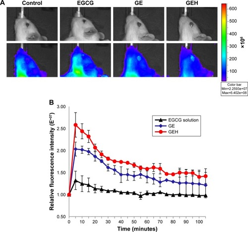 Figure 6 NPs retention on ocular surface.Notes: (A) Accumulation of fluorescent particles on rat eye after 5 minutes’ dosing with different formulations. (B) Retention of fluorescent particles on the ocular surface traced by in vivo imaging system at different time intervals. The GEH group displayed markedly more fluorescent spots on the ocular surface. Colored photographs showing ocular retention of the dye/drug in rats treated with eye drops containing EGCG solution, GE, or GEH. A fluorescent dye (tetramethylrhodamine, 0.5 µg/mL) was added to all solutions for fluorescence staining.Abbreviations: EGCG, epigallocatechin gallate; GE, gelatin–EGCG; GEH, GE with hyaluronic acid coating; NPs, nanoparticles.