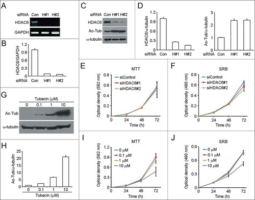 Figure 2. Downregulation of HDAC6 expression or inhibition of its activity has little effect on SH-SY5Y cell proliferation. (A) RT-PCR analysis of HDAC6 mRNA levels in SH-SY5Y cells transfected with control or 2 different HDAC6 siRNAs for 72 h. (B) Experiments were performed as in (A), and HDAC6 mRNA levels were quantified and normalized to the control group. (C) Immunoblot analysis of HDAC6, acetylated α-tubulin (Ac-Tub), and α-tubulin levels in SH-SY5Y cells transfected with control or HDAC6 siRNAs for 72 h. (D) Experiments were performed as in (C), and the levels of HDAC6 (left panel) and acetylated α-tubulin (right panel) were quantified and normalized to the control group, respectively. (E and F) SH-SY5Y cells were transfected with control or HDAC6 siRNAs, and cell proliferation was analyzed by MTT assay (E) or SRB assay (F). (G) SH-SY5Y cells were treated with tubacin at the indicated concentrations for 4 h, and the levels of acetylated α-tubulin and α-tubulin were examined by immunoblotting. (H) Experiments were performed as in (G), and the levels of acetylated α-tubulin were quantified and normalized to the control group. (I and J) SH-SY5Y cells were cultured in complete medium containing different concentrations of tubacin as indicated, and cell proliferation was analyzed by MTT assay (I) or SRB assay (J).