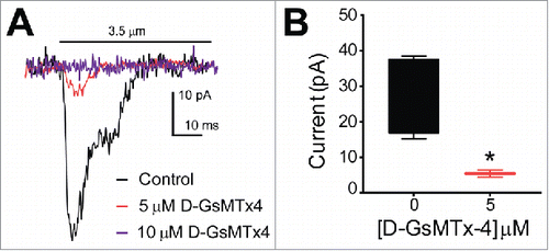 Figure 2. QGP-1 mechanosensitive currents are inhibited by the tarantula peptide D-GsMTx4 in a dose-dependent manner. QGP-1 cells were voltage-clamped and force was applied via graded membrane displacement by a piezo transducer driven glass probe. (A) Typical fast inward QGP-1 mechanosensitive currents in response to 3.5 µm membrane displacement in absence (control, black) and presence of 5 μM (red) and 10 μM (purple) D-GsMTx4. (B) Compared to the peak current in control, there was a significant decrease in peak current when Piezo2 was inhibited by 5 µM D-GsMTx4 (80.2 ± 18.4% inhibition, n = 4, *P < 0.05 by unpaired t-test with Welch's correction).